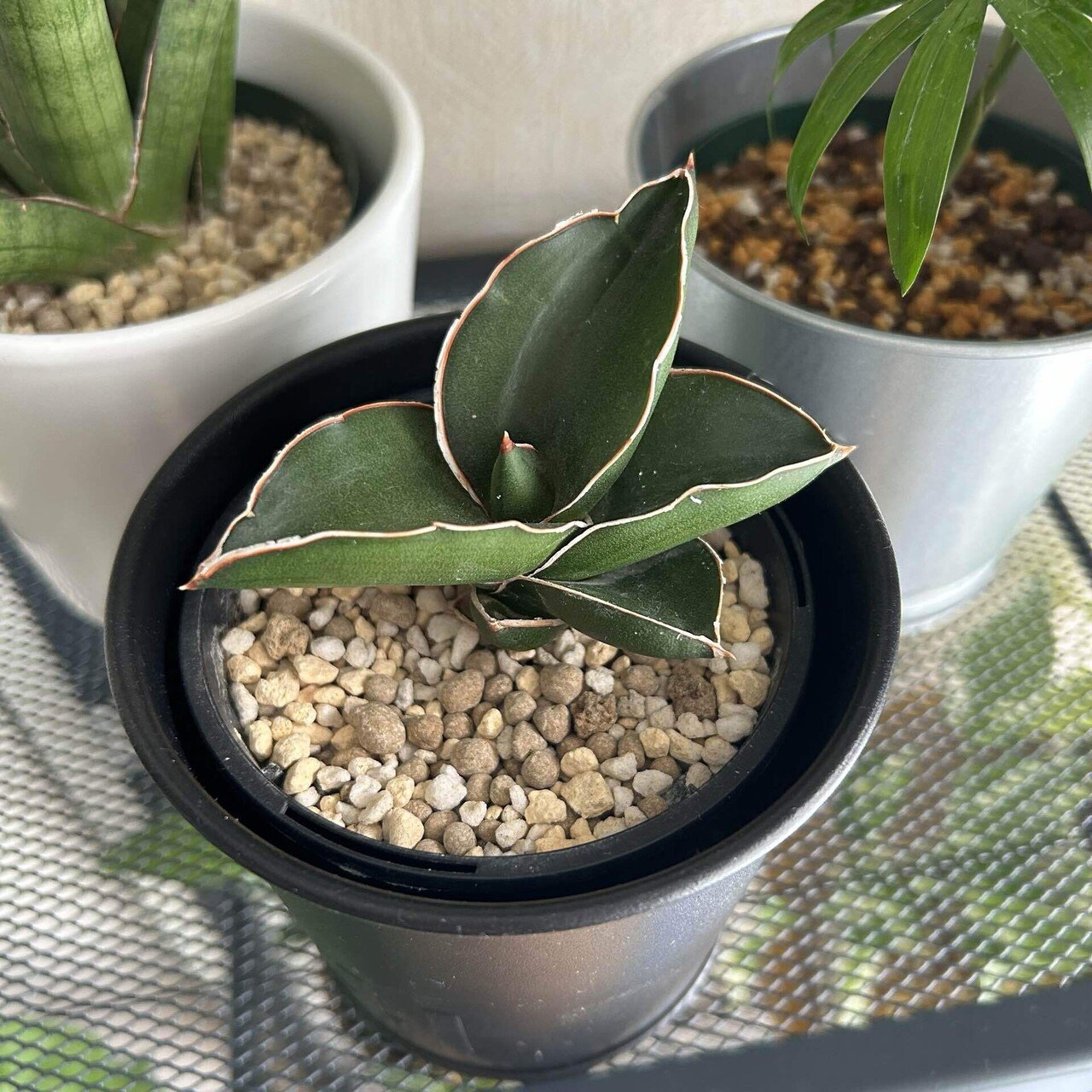 サンスベリアは難しい？！ 水加減に悩んだ日々‥。｜せりぽん