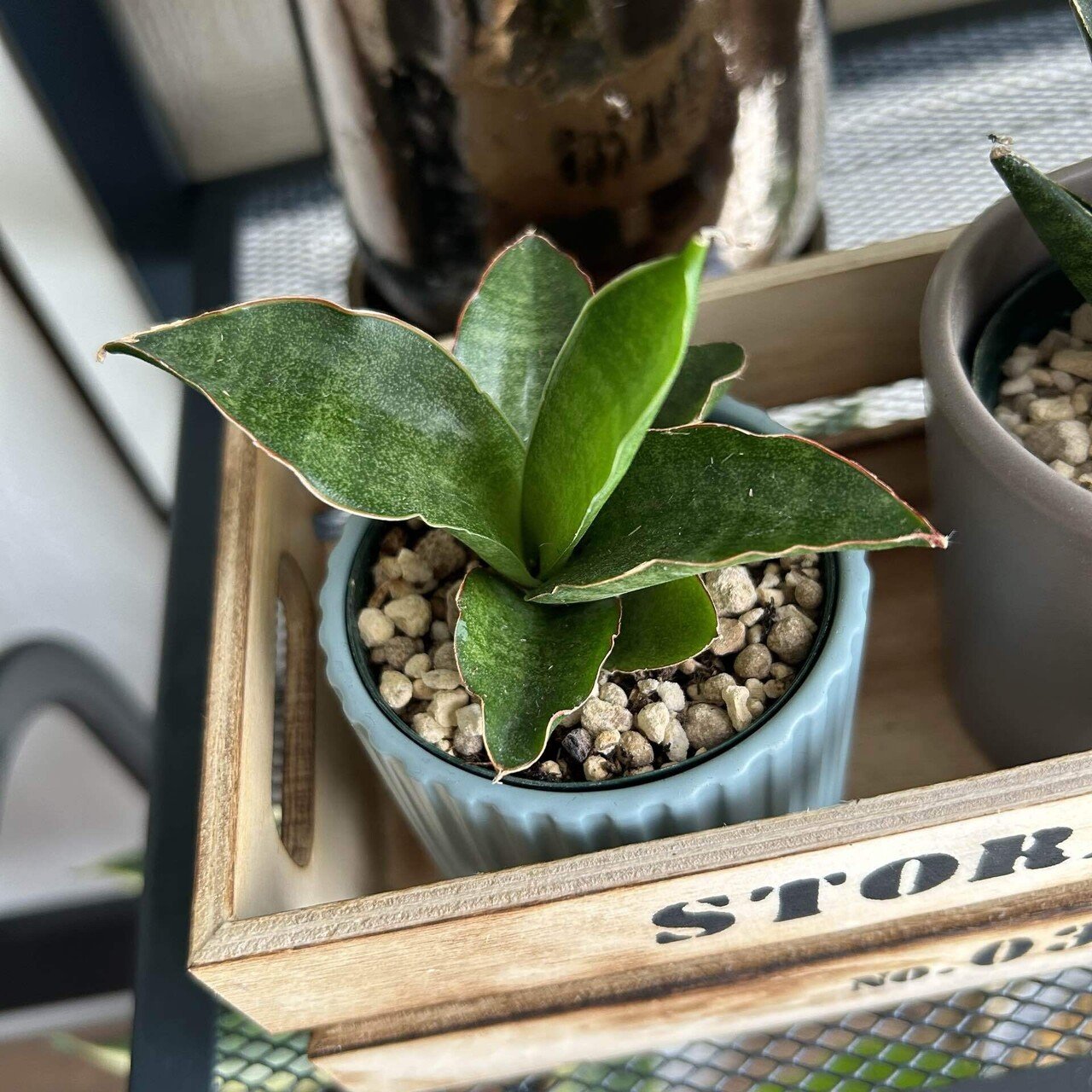 サンスベリアは難しい？！ 水加減に悩んだ日々‥。｜せりぽん