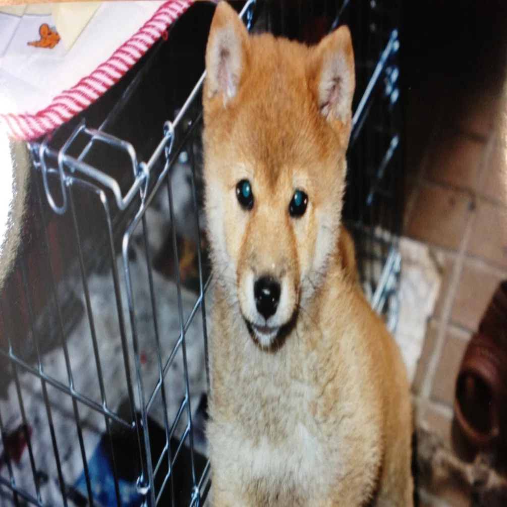 犬のいる小説 「少年と犬」を読む｜（花鳥風月）ikesan