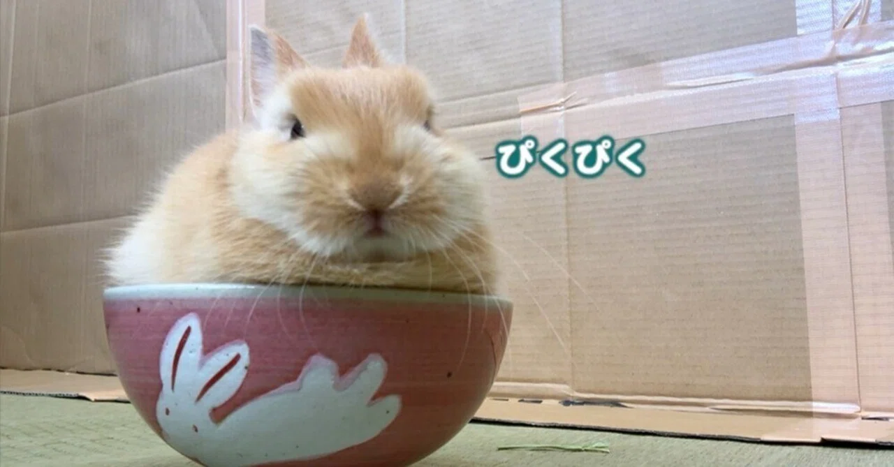 はじめまして「うさぎのうみちゃんねる」です。｜うさぎのうみちゃんねる