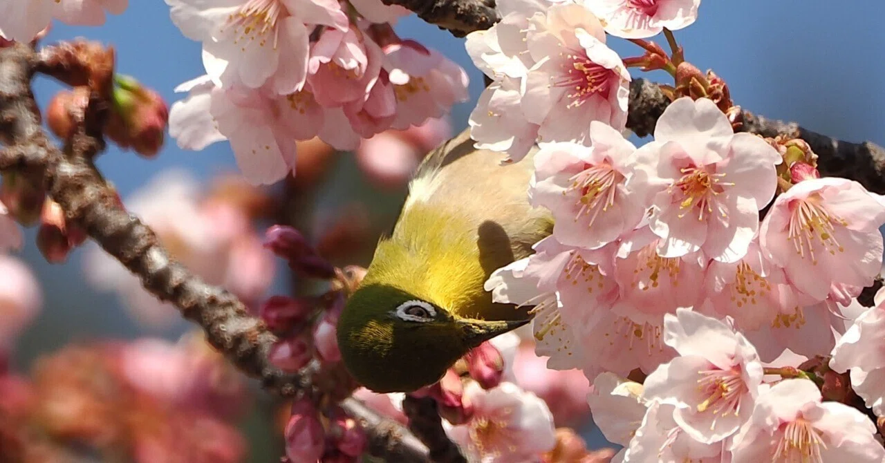 都内の公園でプチ探鳥：寒桜とメジロ｜もずきち