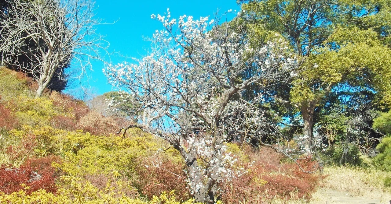 冬の終わりに梅を探す旅 前編|oLca