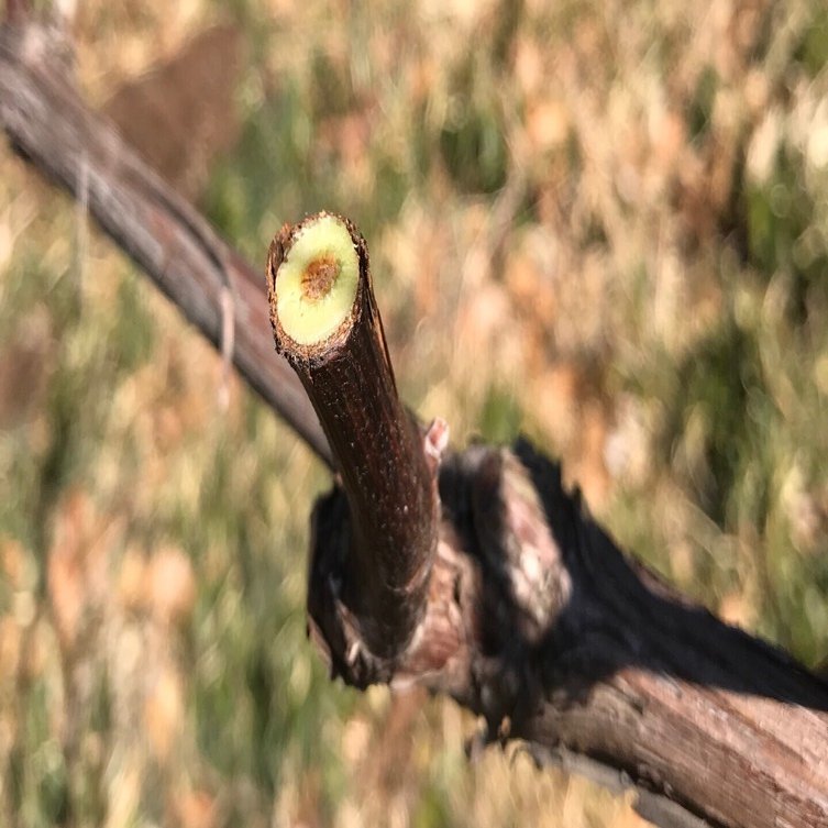 2/15(土) 果樹園 ぶどう剪定｜【公式】町田里山農の会