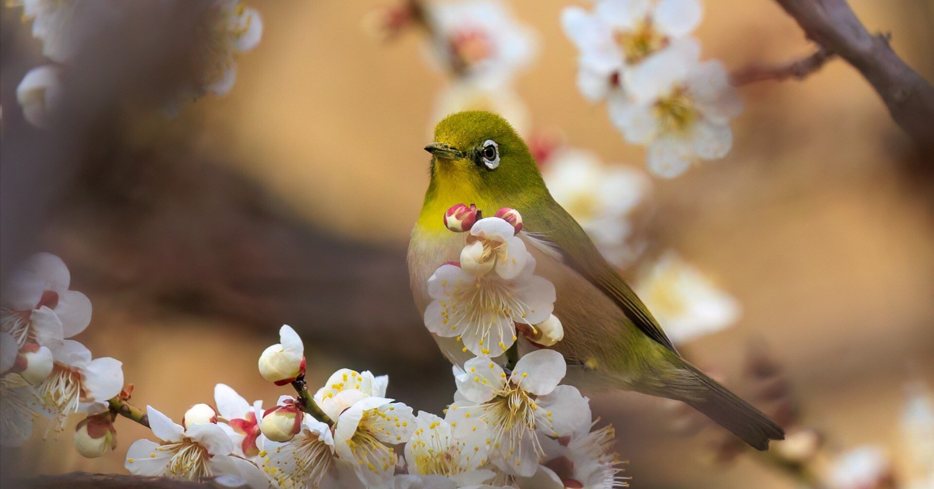 梅の盛り(#2057)｜RURI