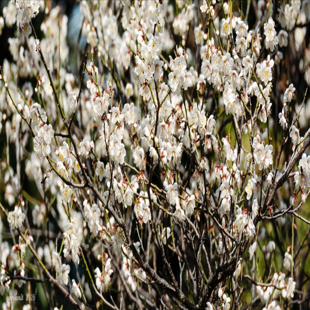 28-400でスナップ。 ｜ Nikon Z50II｜yoriknit