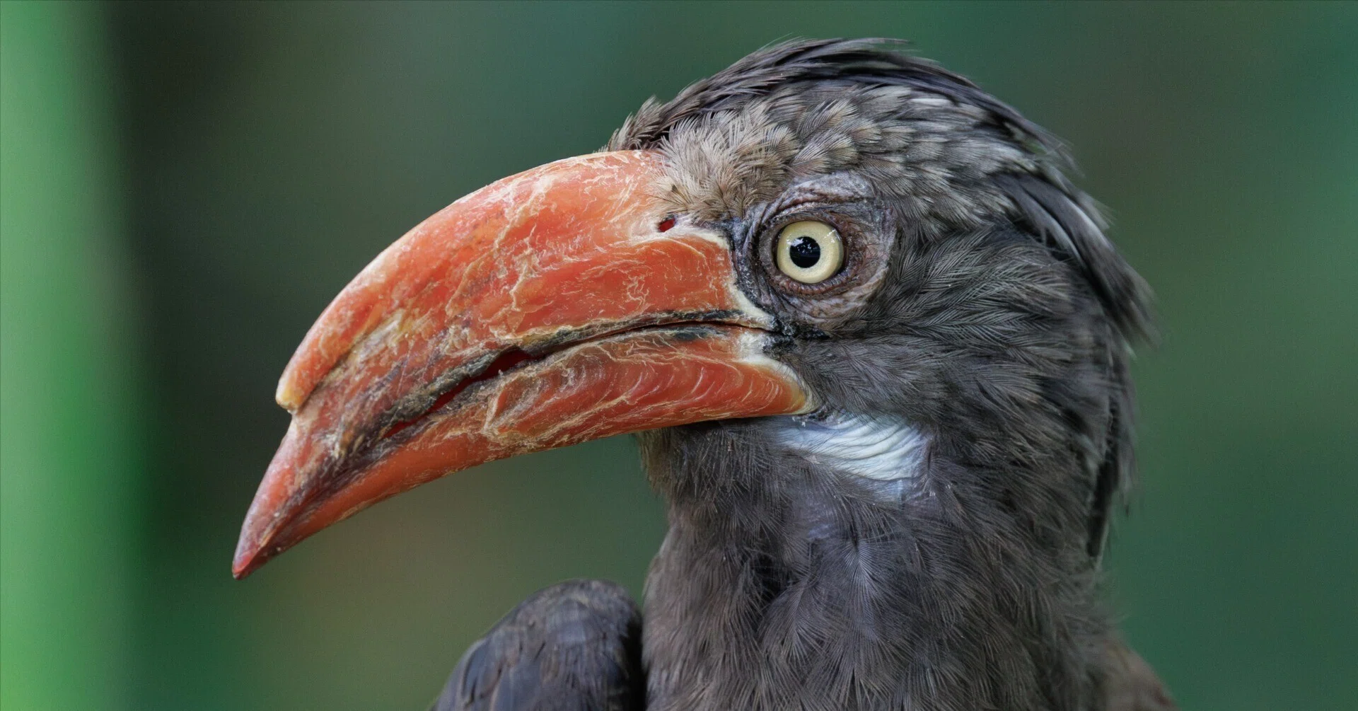 シンガポールで写真撮影】バードパラダイスの鳥がワイルドすぎる｜ぴゃ