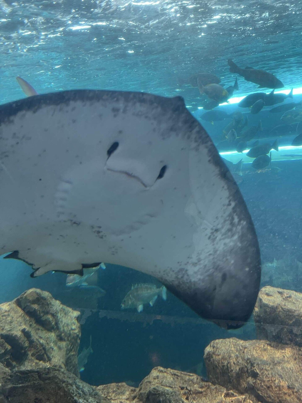 ノーザンライツ（水）エイ ノーザンライツ（水）エイ