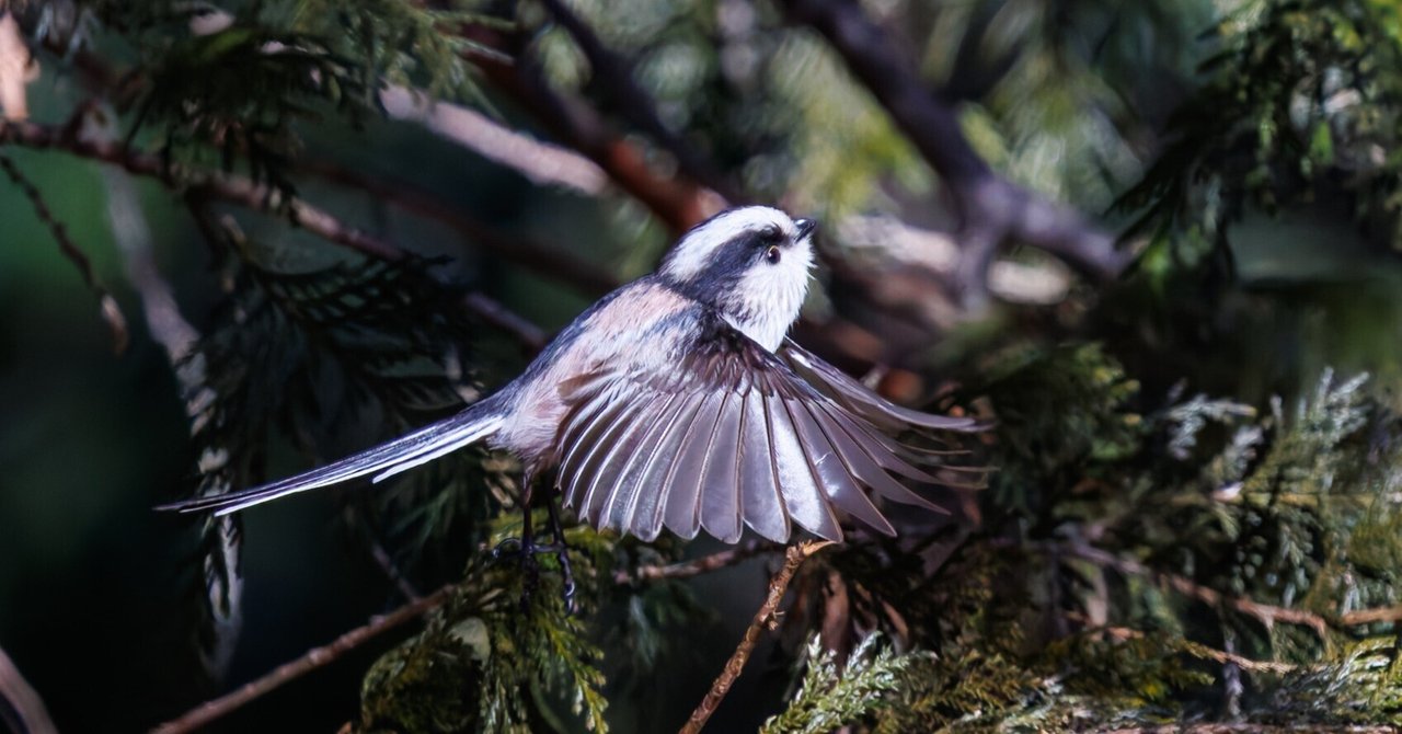 エナカ 1993 Kawasaki Ninja ZX-7 – Iconic Motorbike Auctions