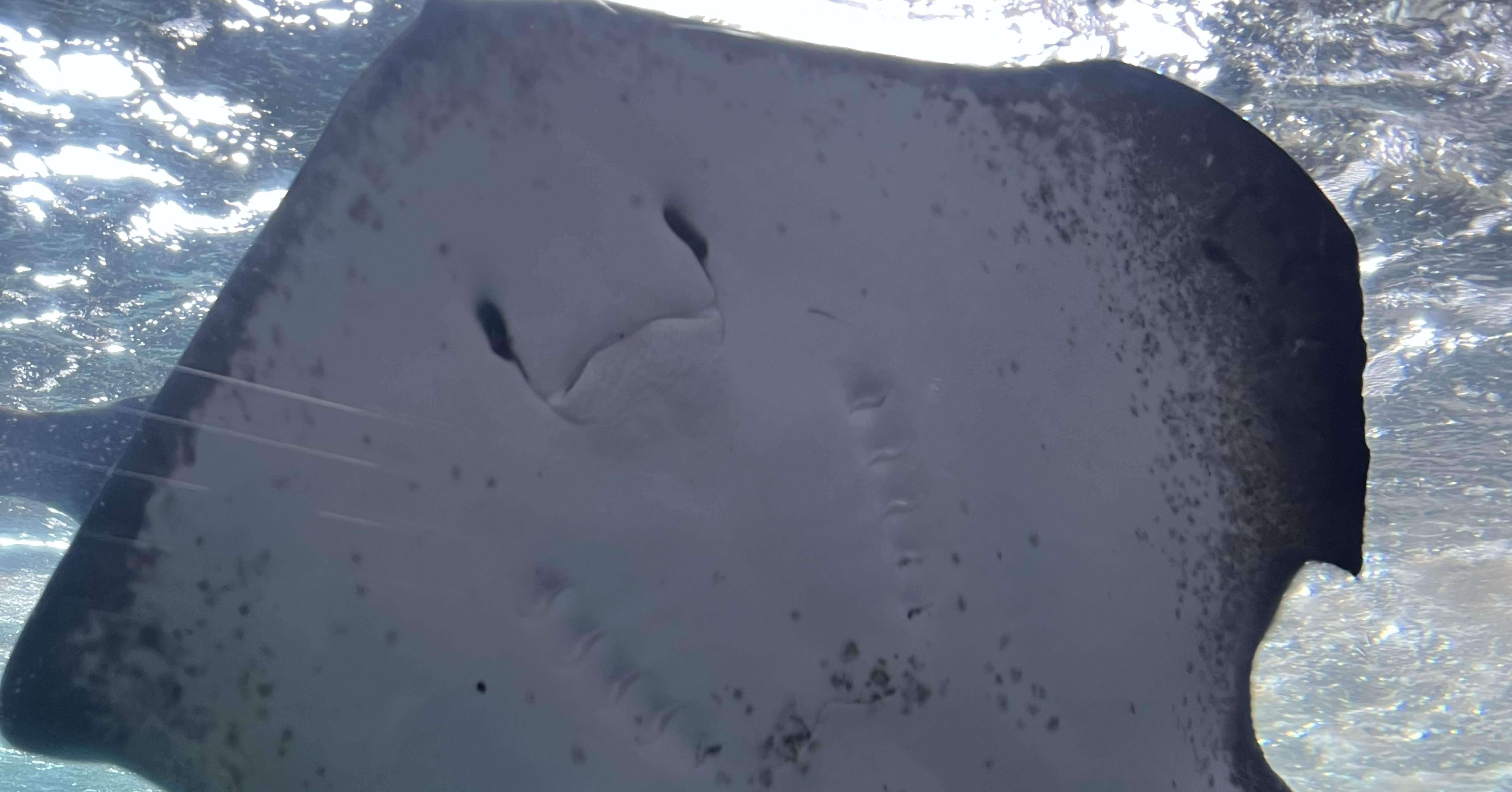 ノーザンライツ（水）エイ ノーザンライツ（水）エイ