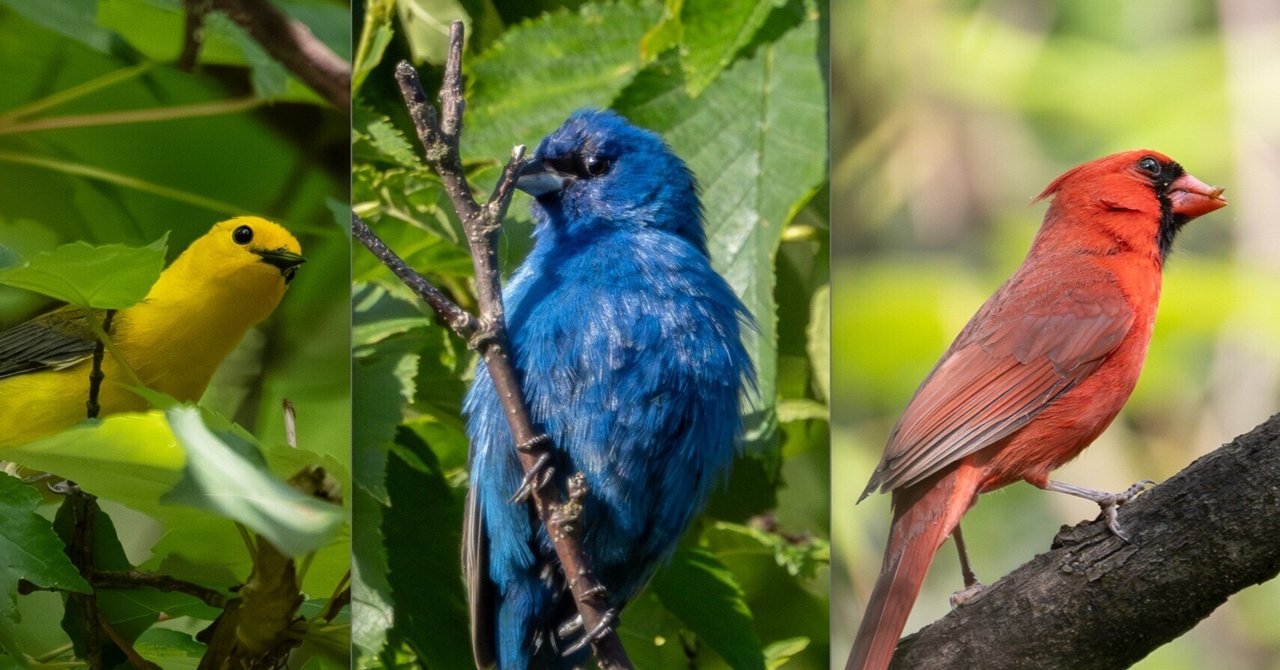 赤・青・黄」アメリカの原色の鳥たち|GreenFielder 赤・青・黄」アメリカの原色の鳥たち|GreenFielder