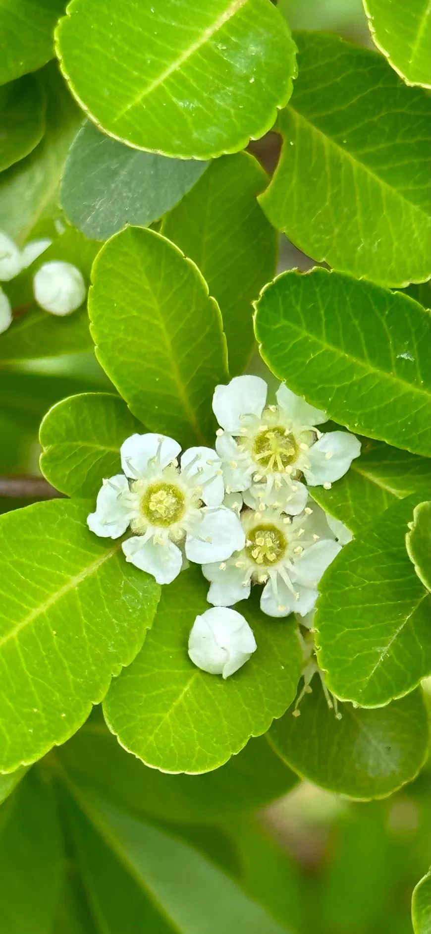 トキワサンザシ 春から夏に涼しげに咲く白花｜EGGSEED