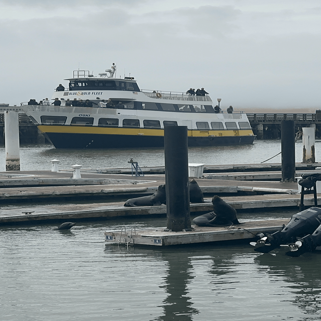 サンフランシスコで困ってます】ふくよか同盟ー野生のアシカに挨拶