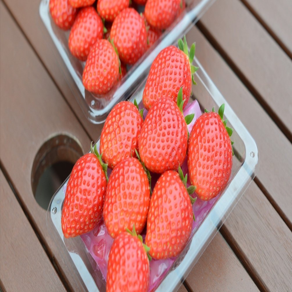 とちおとめ」はバランスのイチゴ。手間がかかる品種は失われていくのか