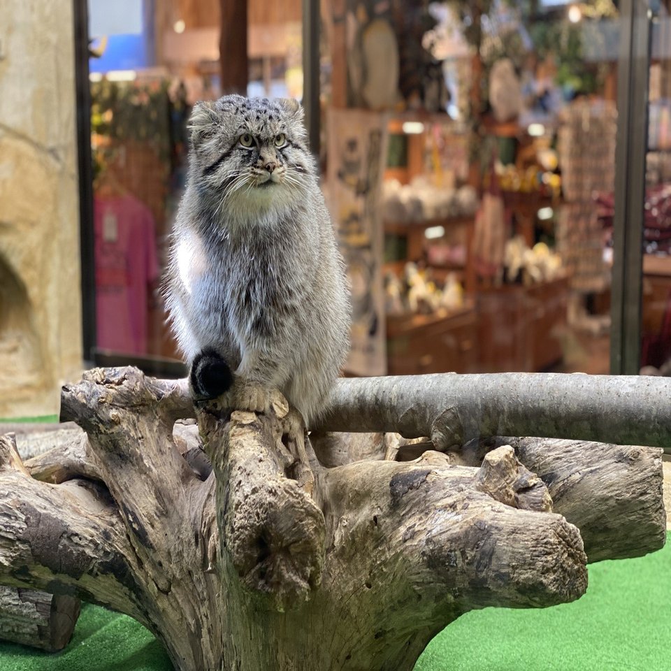 こーでねーと論 0102 Kayocino Note