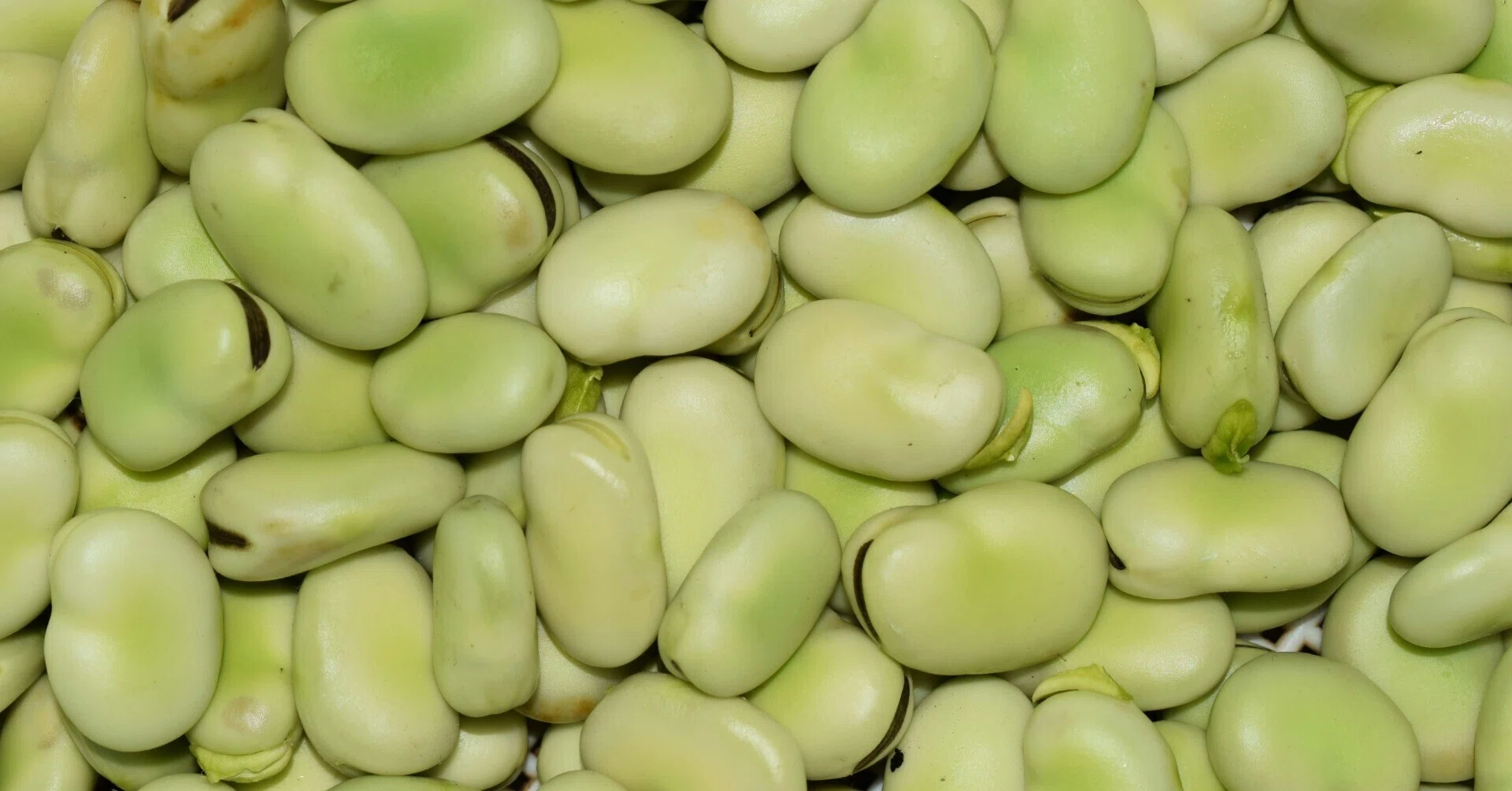 菜食主義」の色々 死ぬほど豆を恐れたピタゴラスから「大福主義」まで