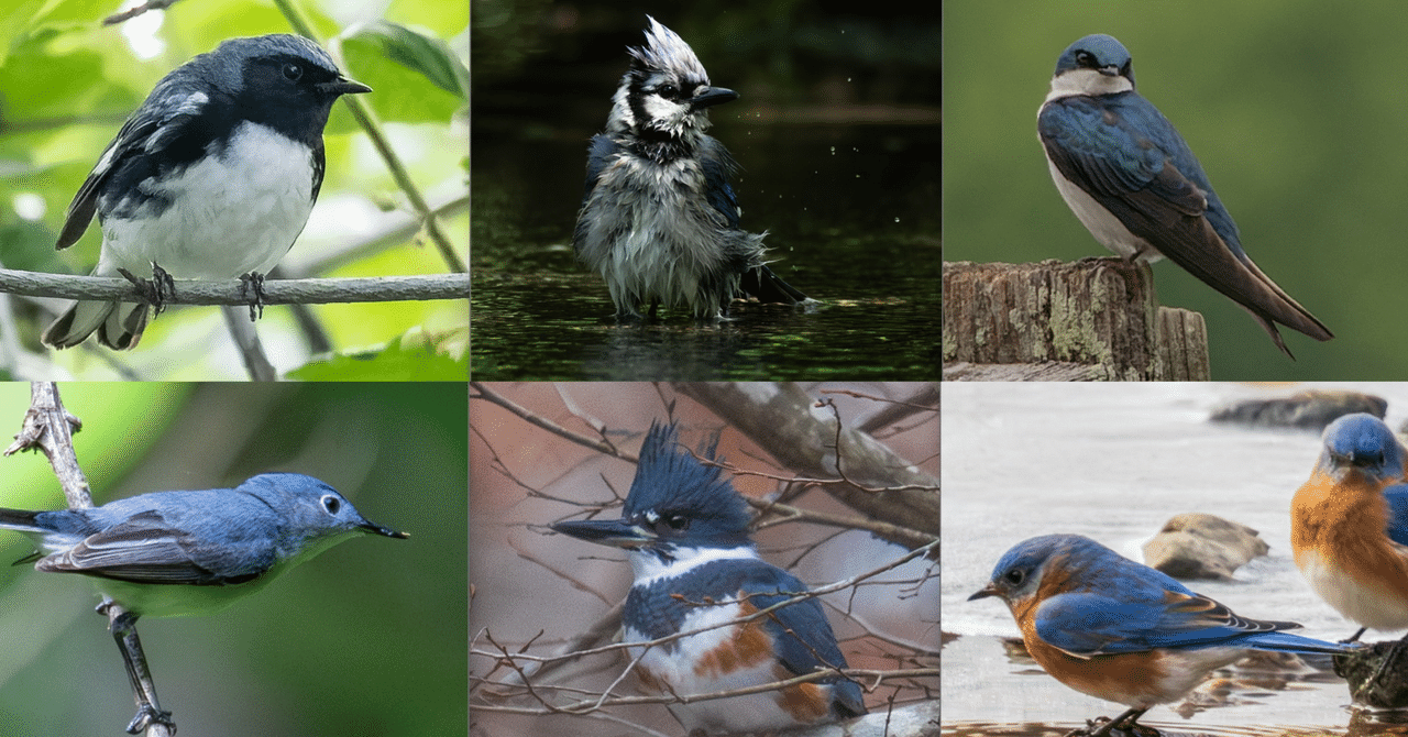 アメリカの「青い鳥」たち｜GreenFielder