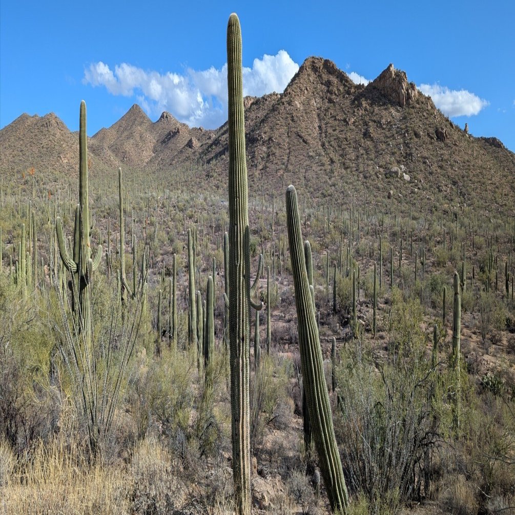 サボテンだらけの砂漠の街 アリゾナ州ツーソンに行ってきた｜tabirow