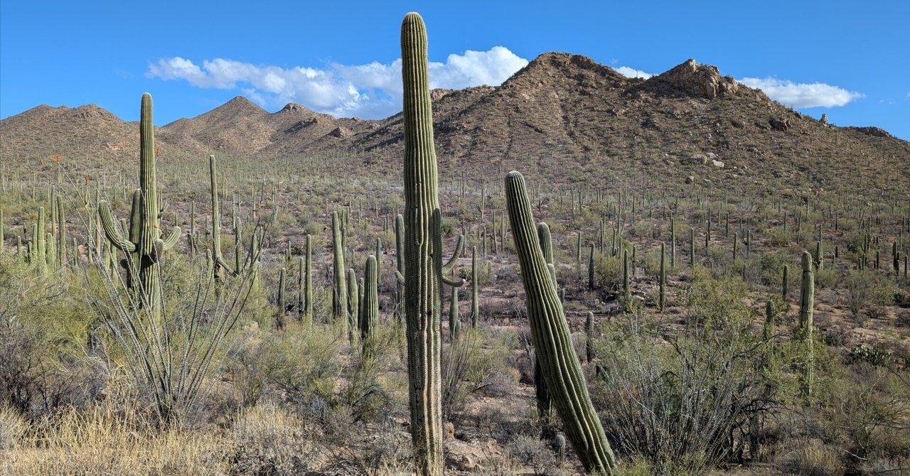 ミニマリスト 咲き乱れるポスター アリゾナサボテン Amazon.co.jp: Kunstorner ミニマリスト ボタニカル ポスター