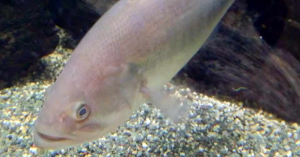 ブラックバス 小椋 智貴 Note