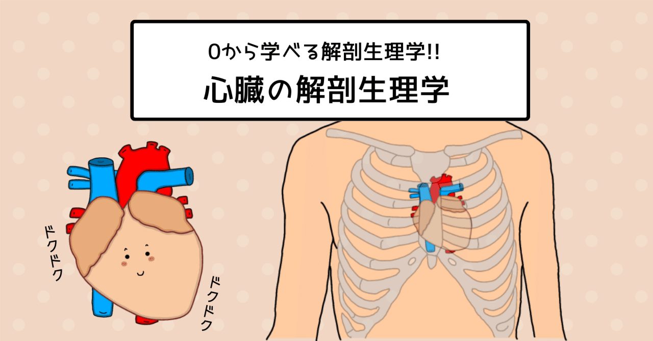 心臓の構造と働き】イラスト図解でわかりやすく解説!!｜おがちゃん先生