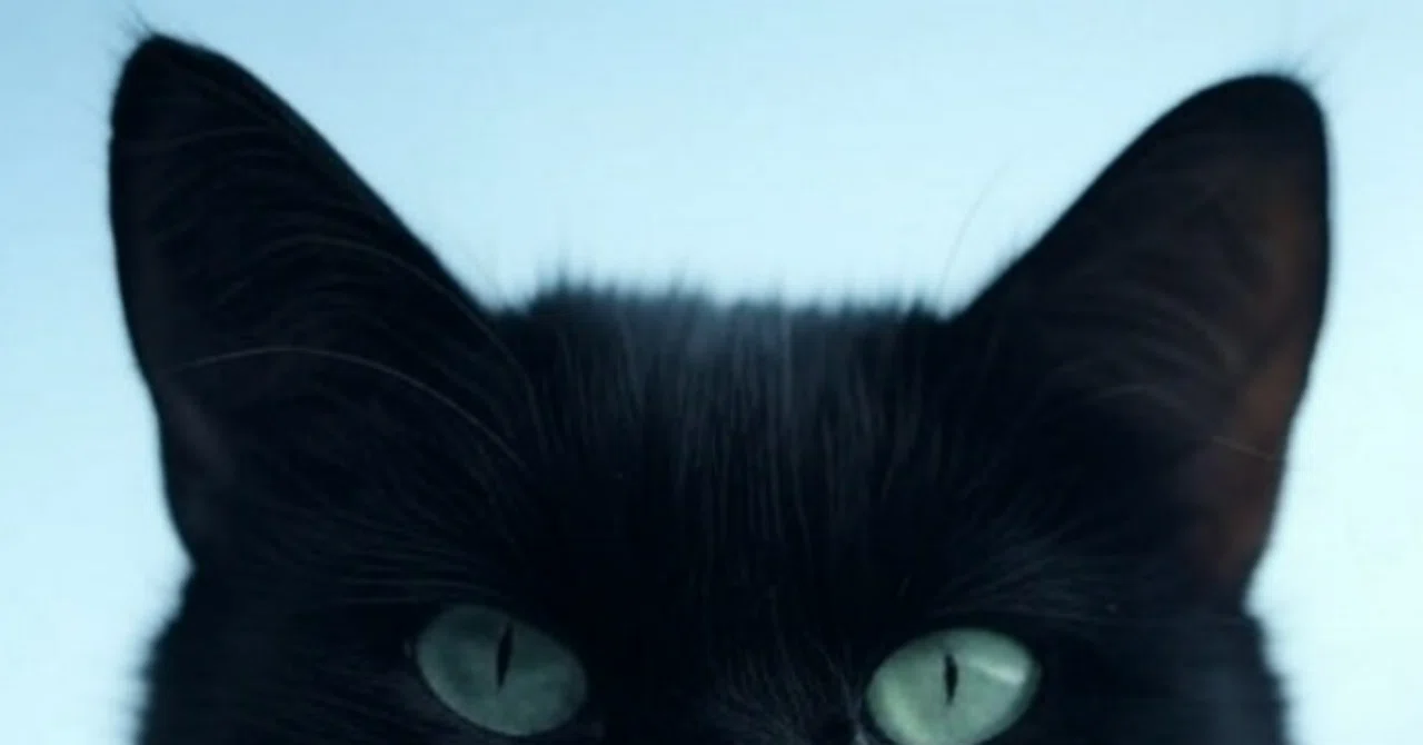 ミルグラム】今更カズイ第二審曲「Cat」を考察してみるよ！｜七福