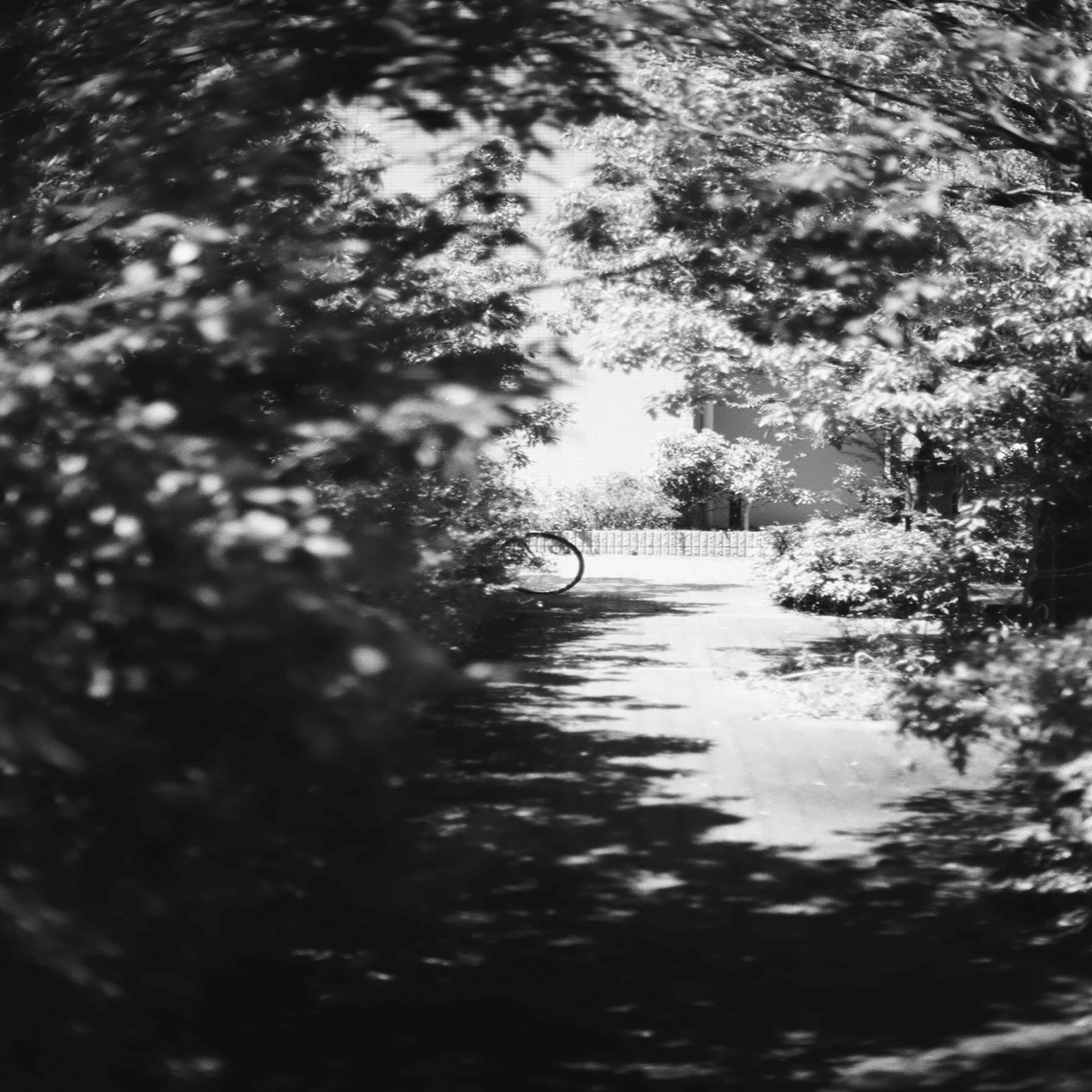 2024年10本目 Kodak T-MAX 400｜Shogo Hagiwara