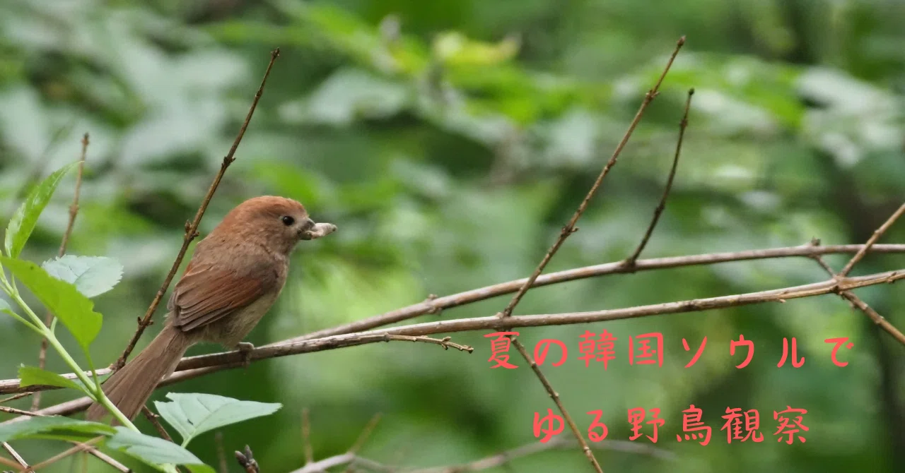 夏のソウル南山公園 ゆる野鳥観察#2｜韓国2023年7月｜羽草宗一
