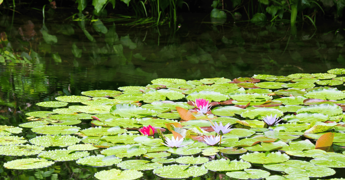 モネ展 チケット 招待券2枚セット モネ 睡蓮のとき 京都市京セラ美術館  