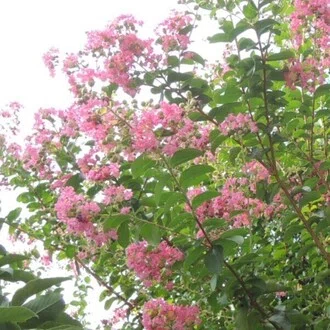 夏は百日紅