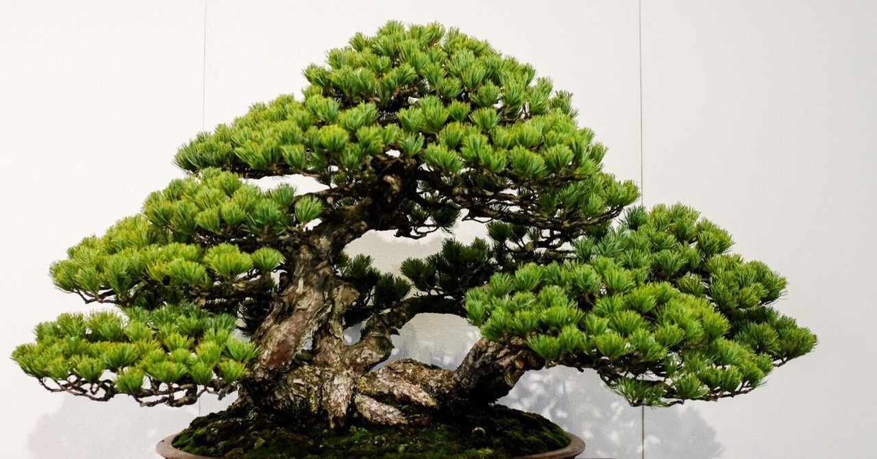 私の人生記 上巻・下巻セット盆栽 私の人生記 上巻・下巻セット盆栽 私の人生記 上巻・下巻セット盆栽 私の人生記 上巻・下巻セット盆栽