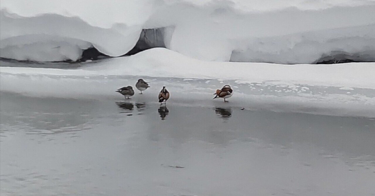 南会津の大雪とオシドリ｜奥日光 letter