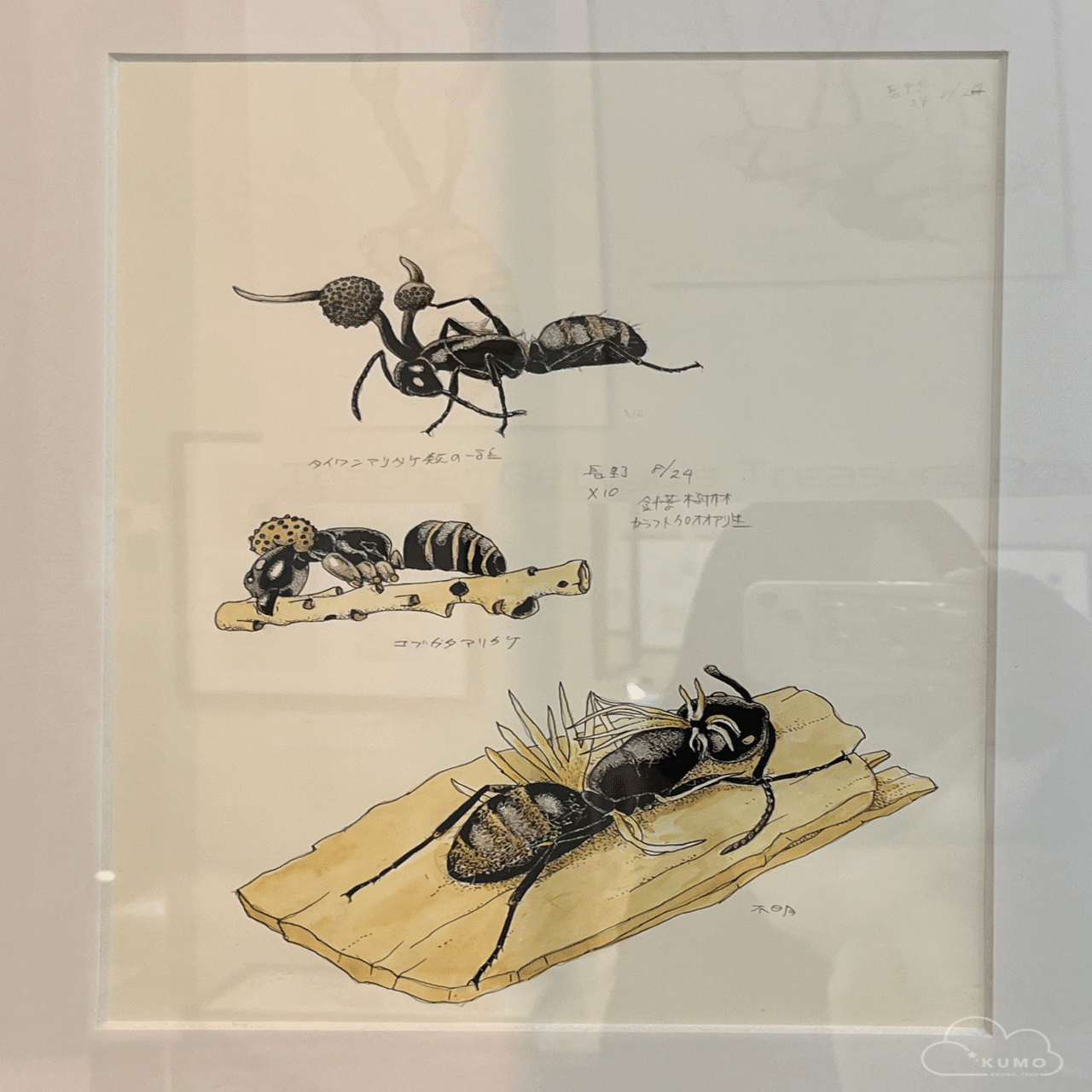 2/9 伊丹市昆虫館｜くもさん
