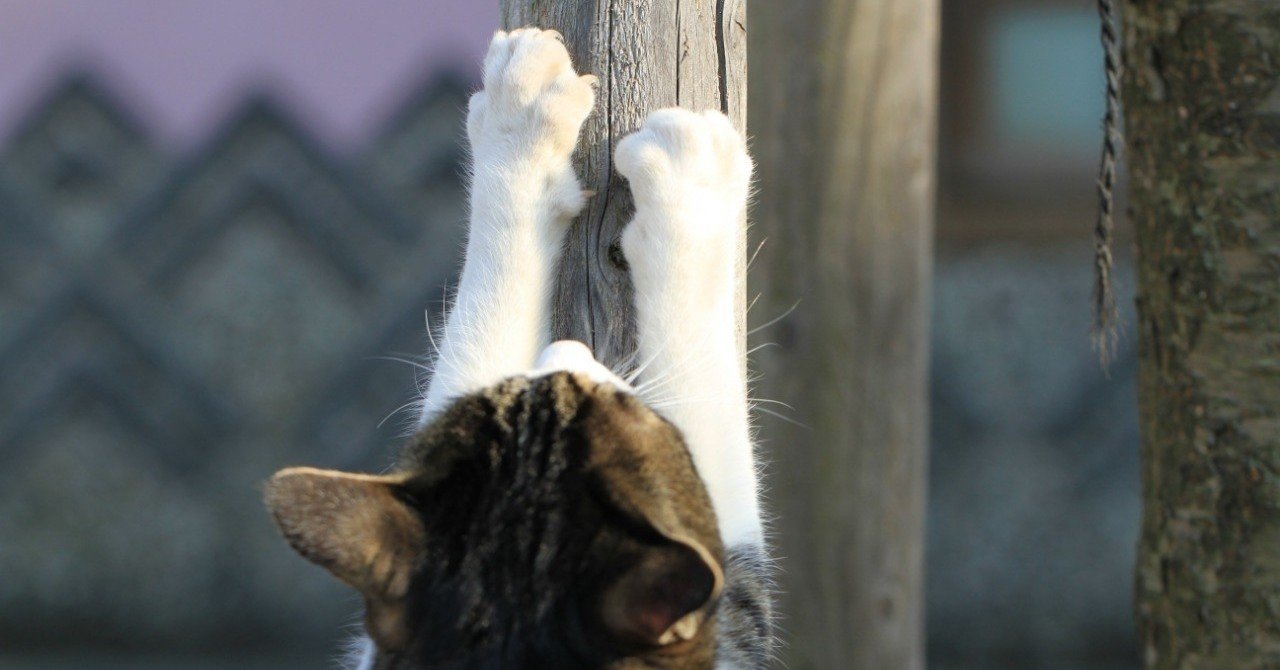 風邪やインフルエンザに罹らない人がガンや病気になる仕組み 人の身体の中に宿る 神 の問題 坂崎文明 note