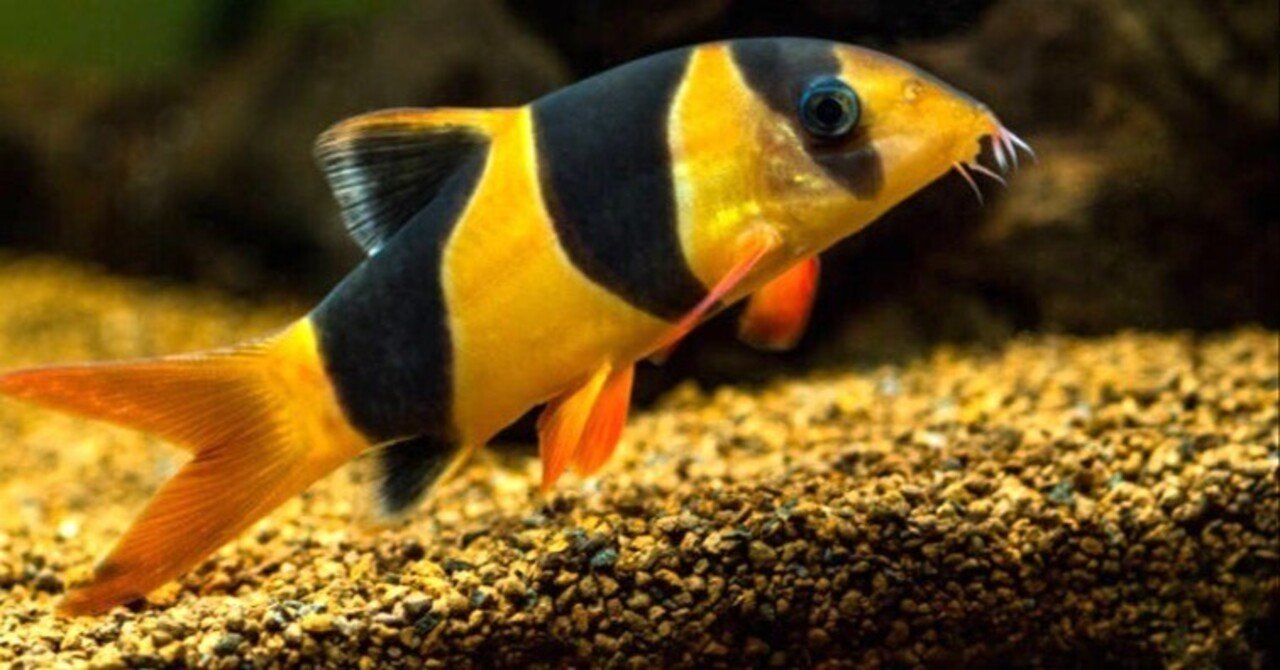 クラウンローチ｜熱帯魚・ローチの仲間｜初心者向け飼育方法と混泳