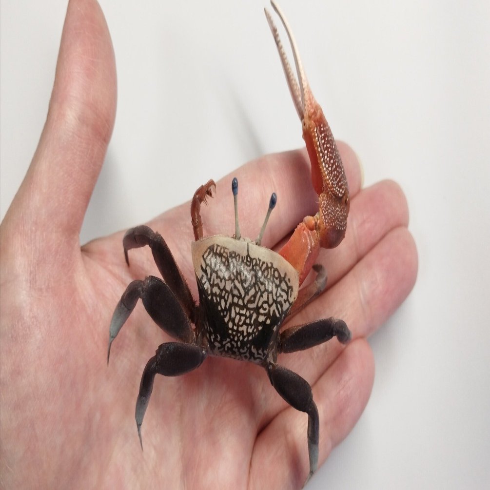 シオマネキの剥製を作ってみた｜魚道部！/ 剥製師 力石眞弘 (ﾁｶﾗｲｼ ﾏｻﾋﾛ)