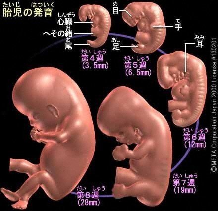 胎児の進化