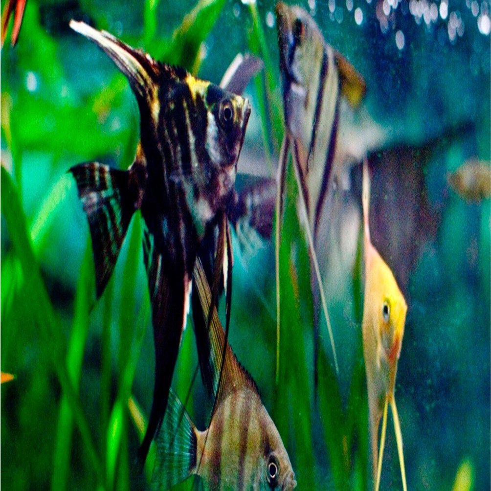 エンゼルフィッシュ ミックスエンゼル｜熱帯魚・エンゼルフィッシュの仲間｜初心者向け飼育