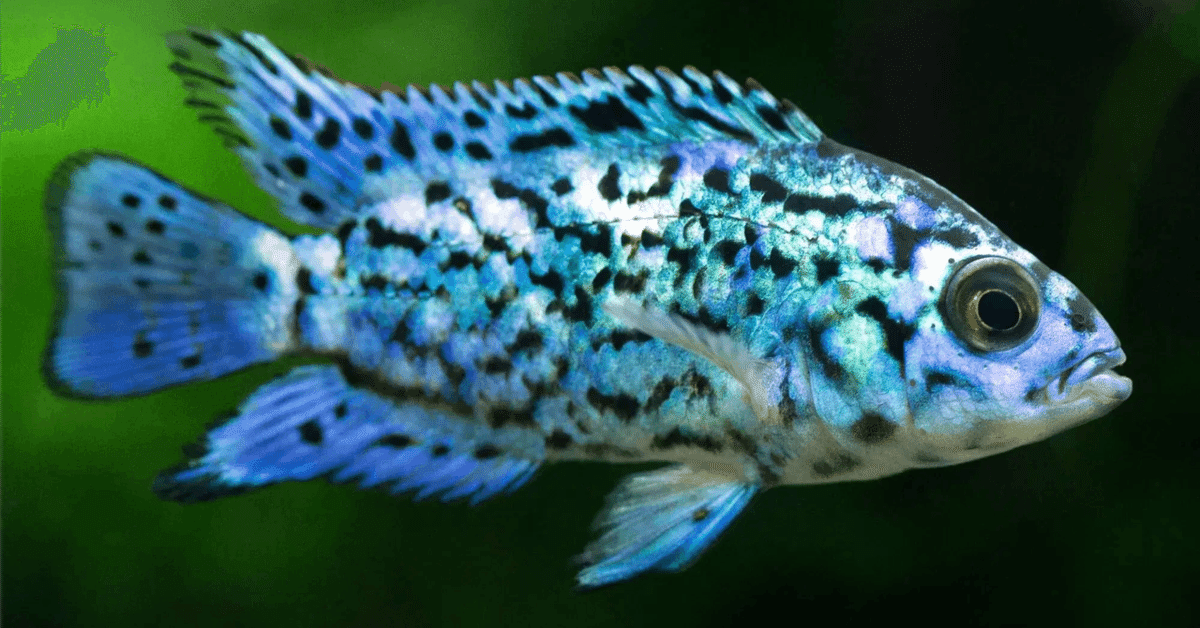 ブルーデンプシー｜熱帯魚・シクリッドの仲間｜初心者向け飼育