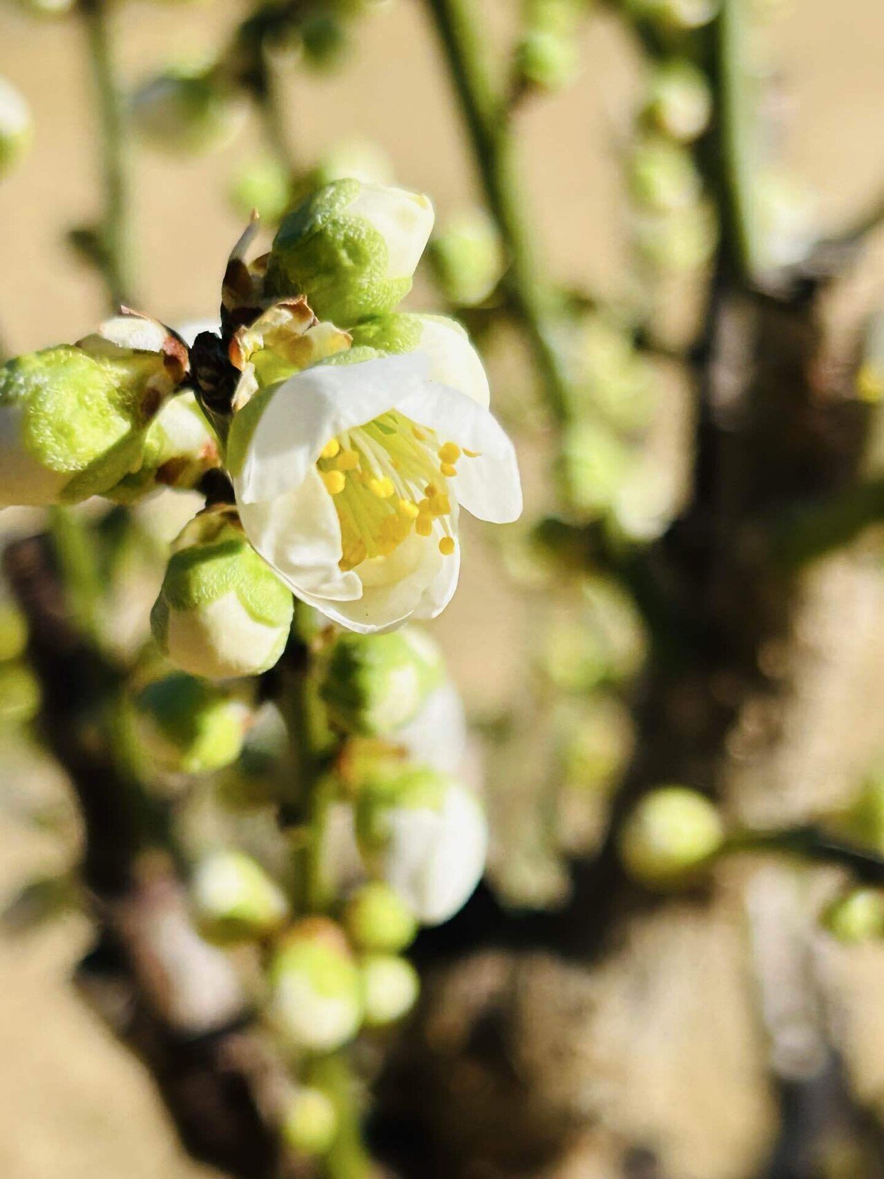 月と梅 滄溟の月・そうめいのつき – 日本梅の会 Nippon Ume