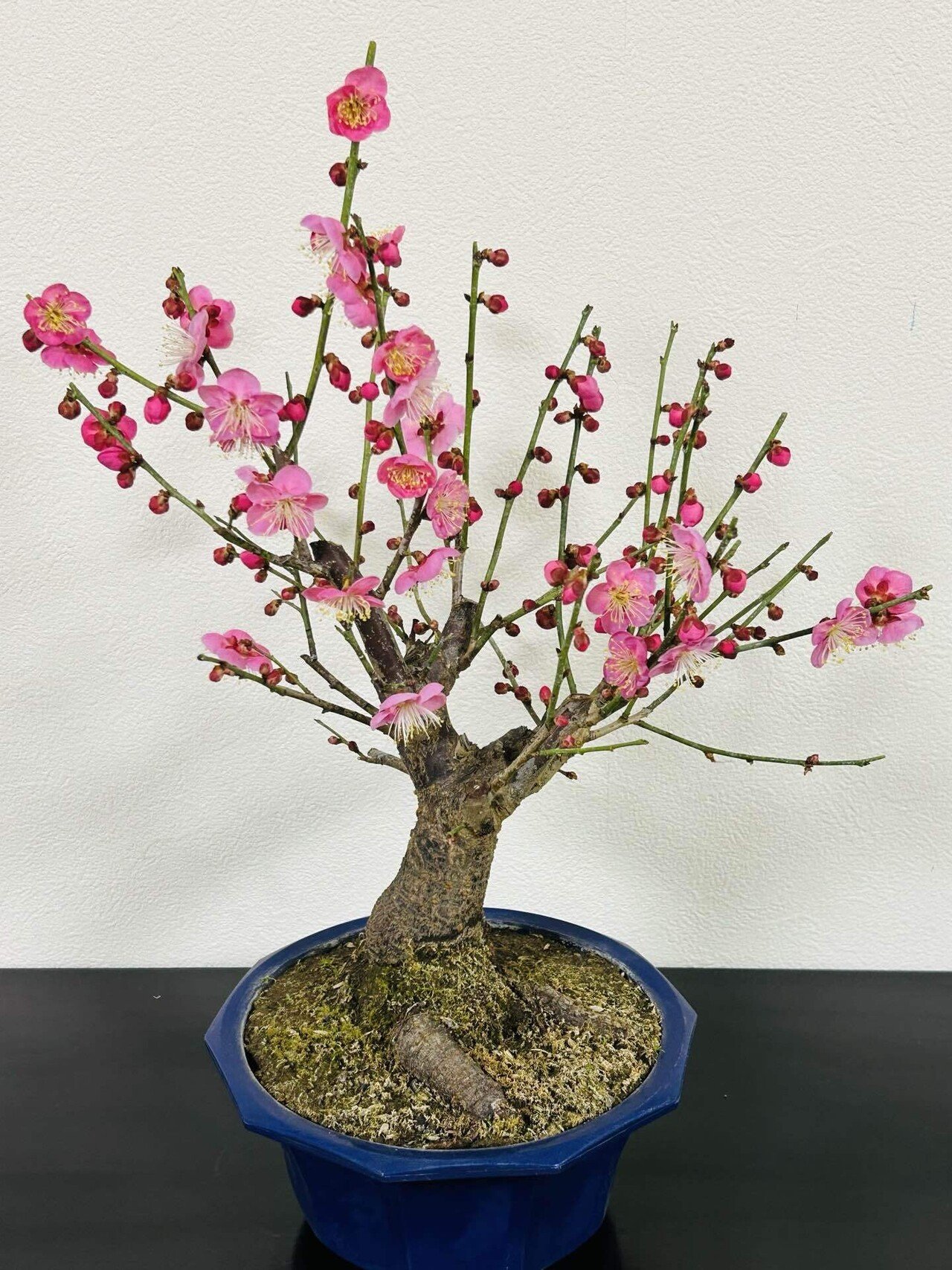 月と梅 Plum blossoms 梅満開！ #japan #osaka #osakajapan