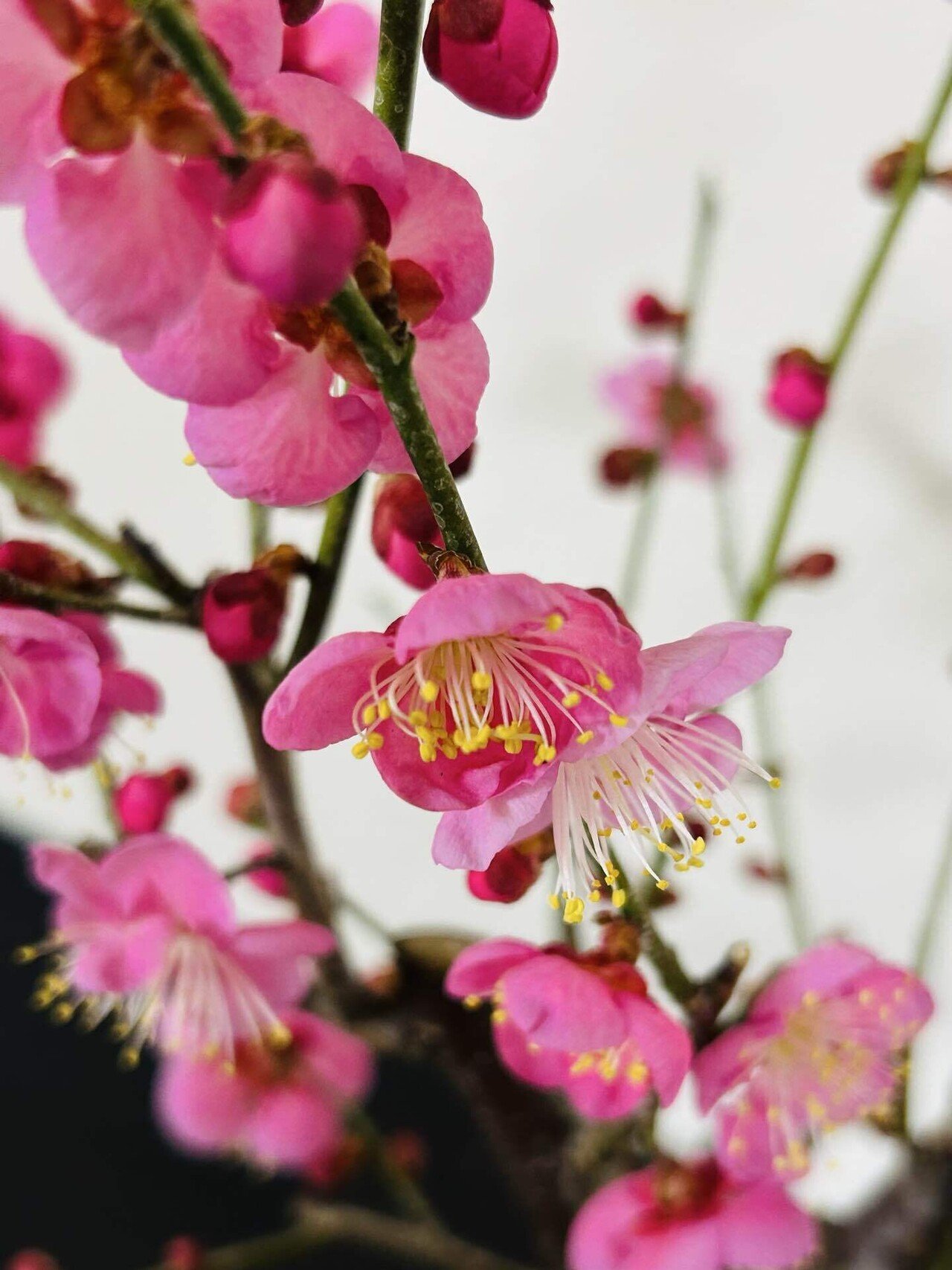 月と梅 Plum blossoms 梅満開！ #japan #osaka #osakajapan