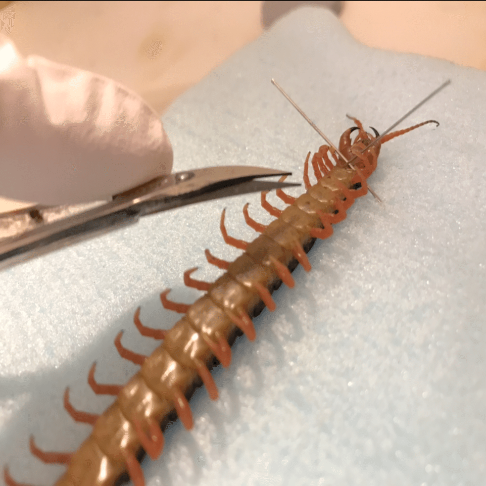 ムカデの標本を作ろう｜ユウキモドキ