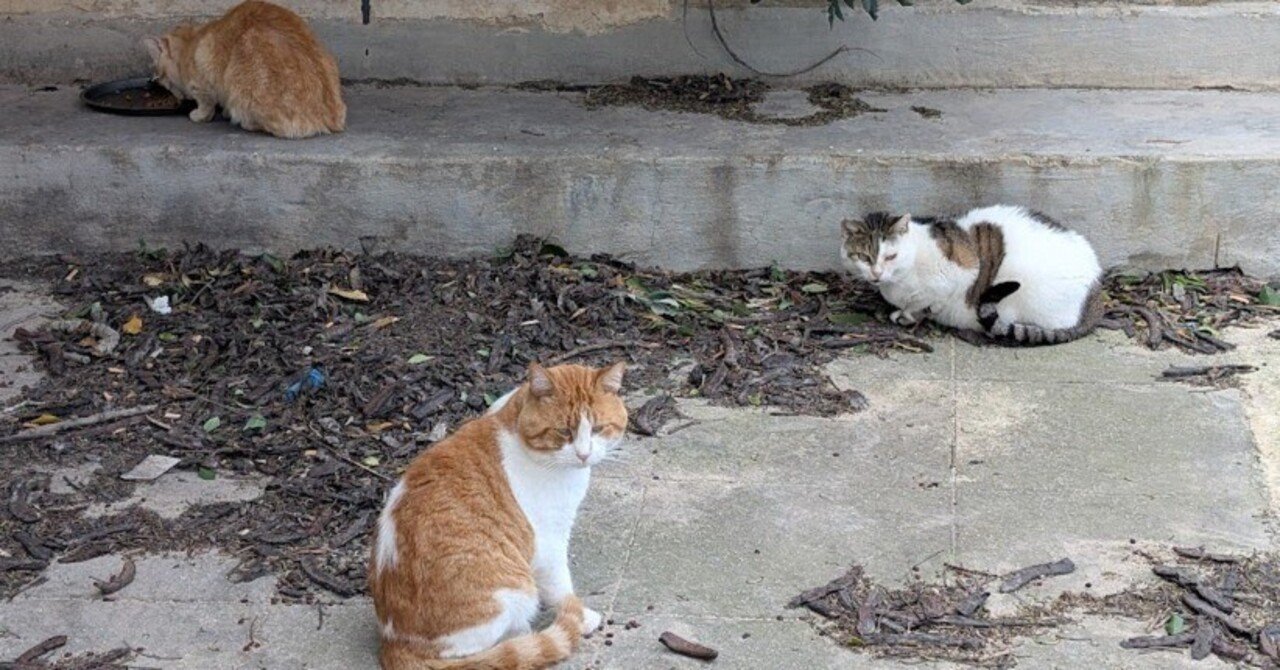 tw様予約 絵画「猫の背中に何かある〜ガーンジー島／マルタ共和国︎猫と世界旅行」