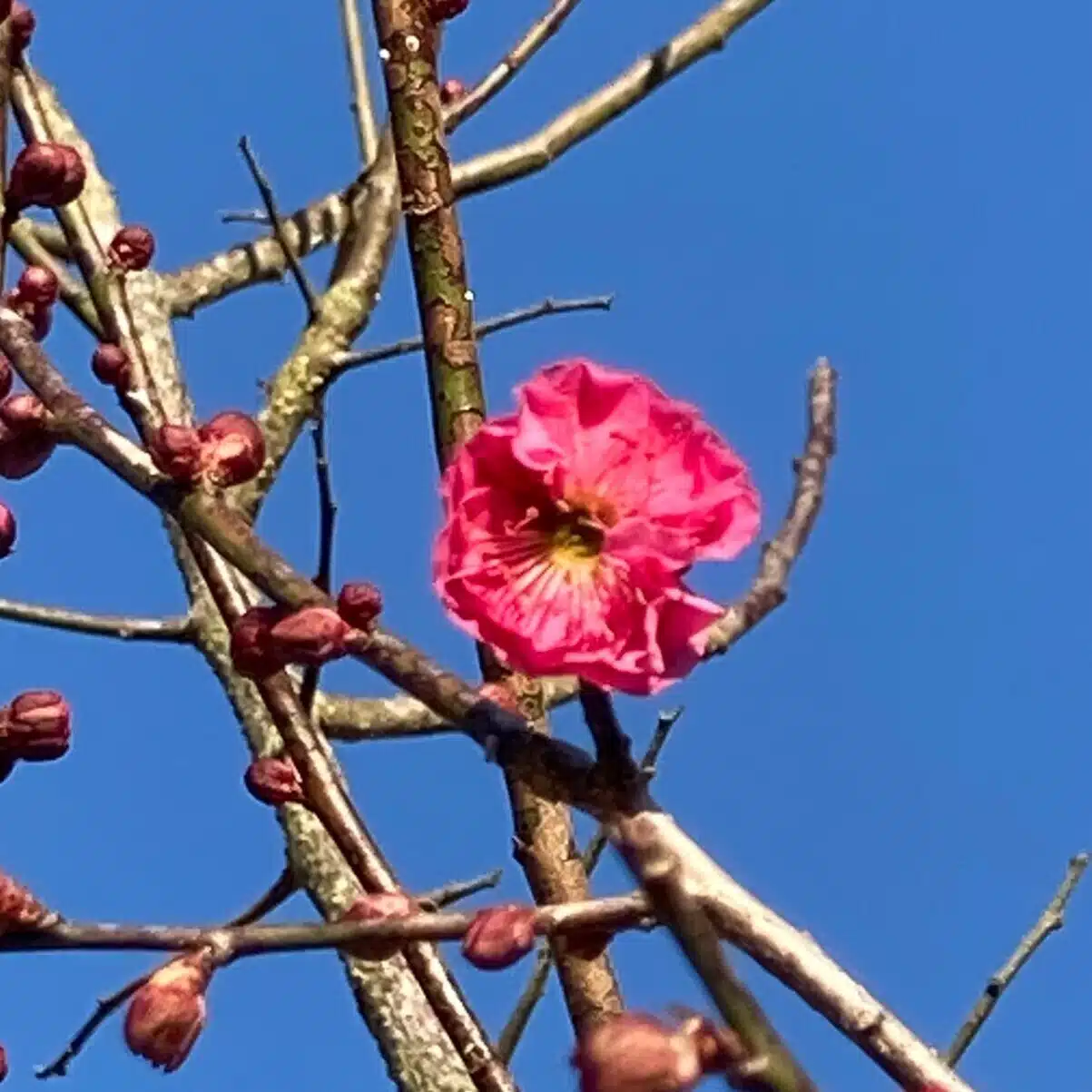 小梅🌸