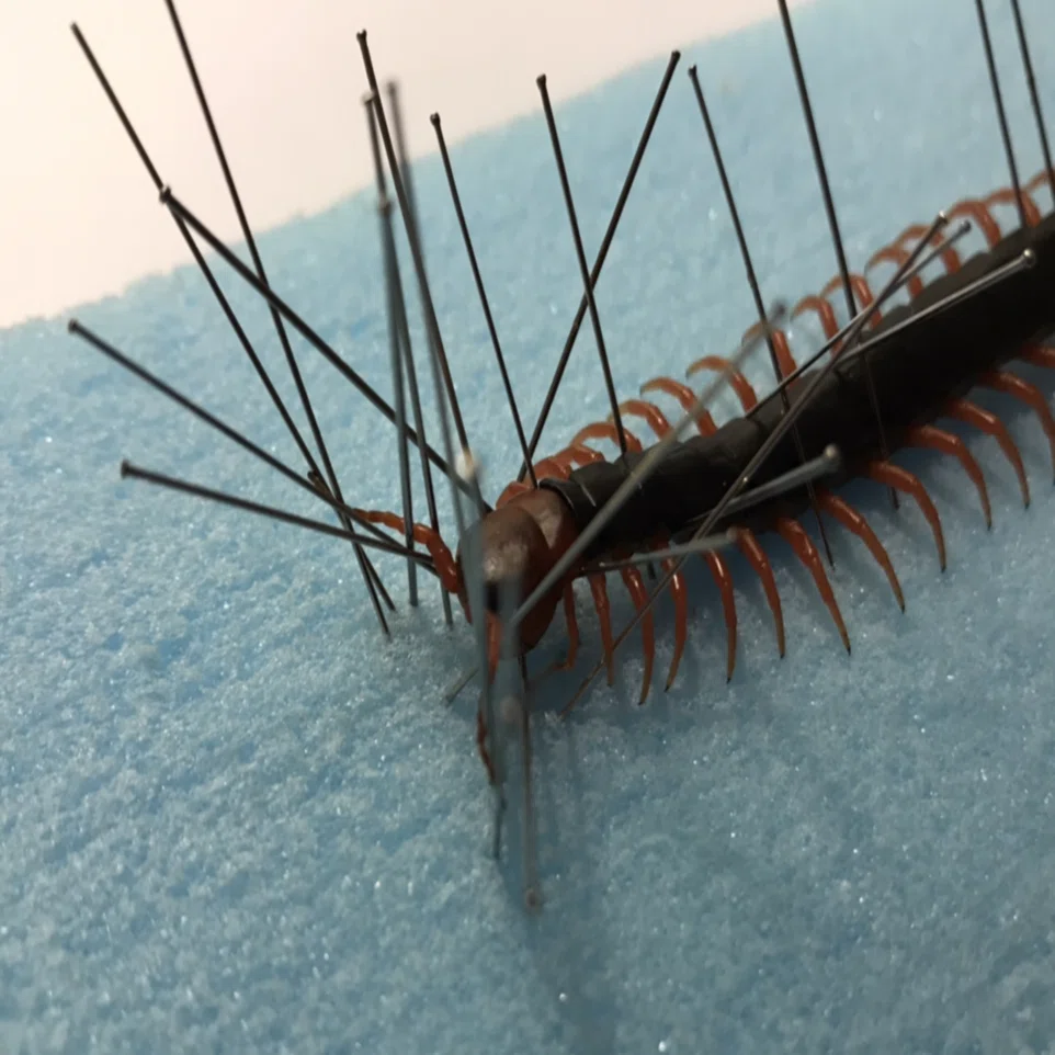 ムカデの標本を作ろう｜ユウキモドキ