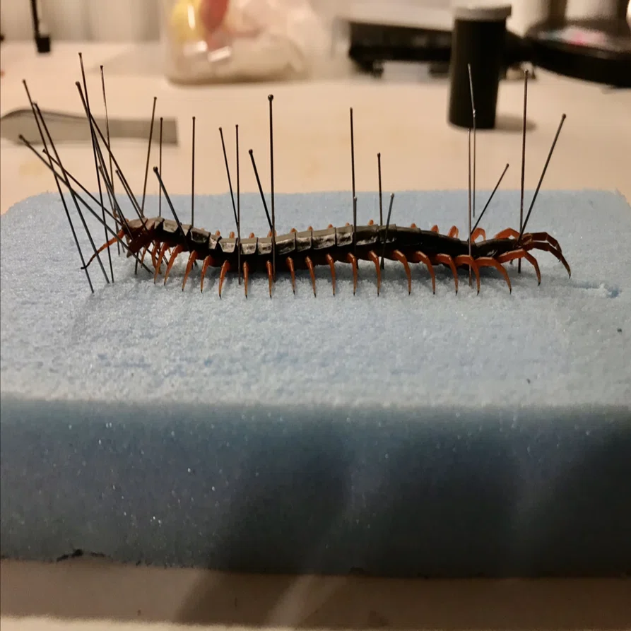ムカデの標本を作ろう｜ユウキモドキ