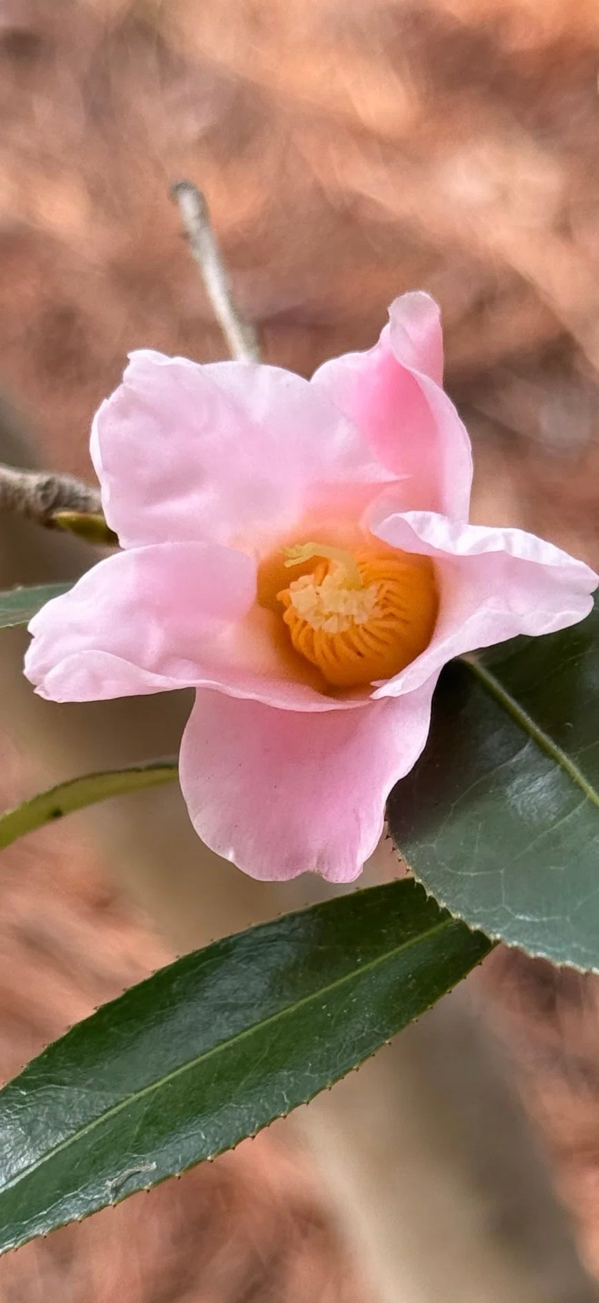 スキヤワビスケ 茶人がその花色と佇まいを愛した侘助系椿｜EGGSEED
