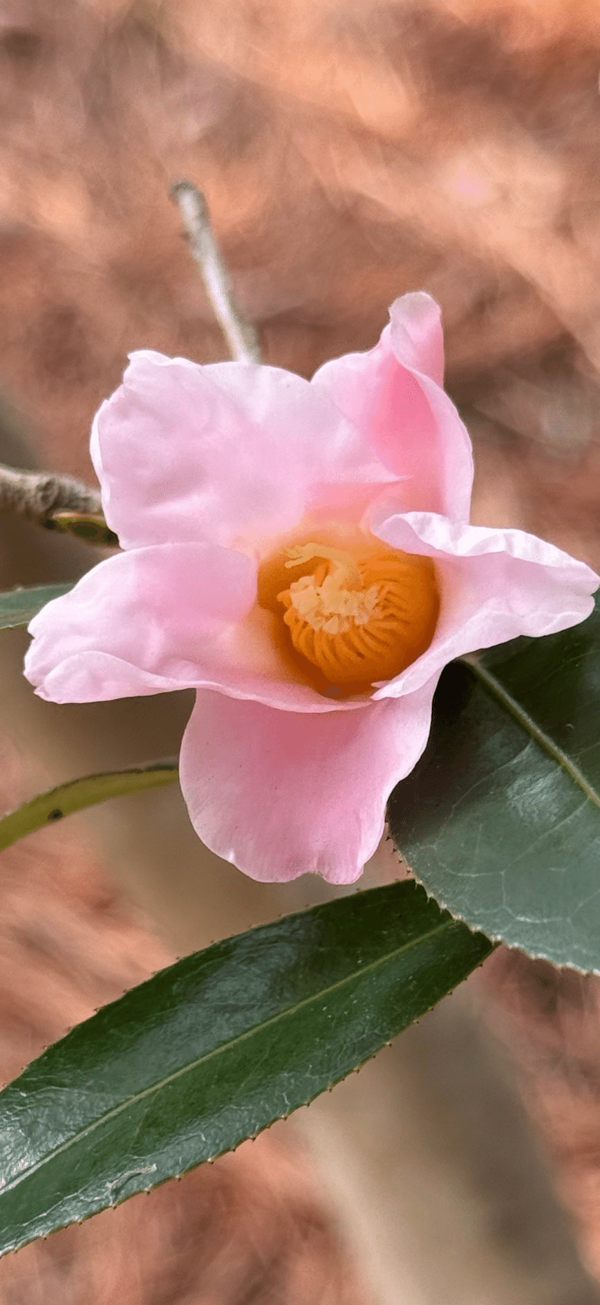 スキヤワビスケ 茶人がその花色と佇まいを愛した侘助系椿｜EGGSEED
