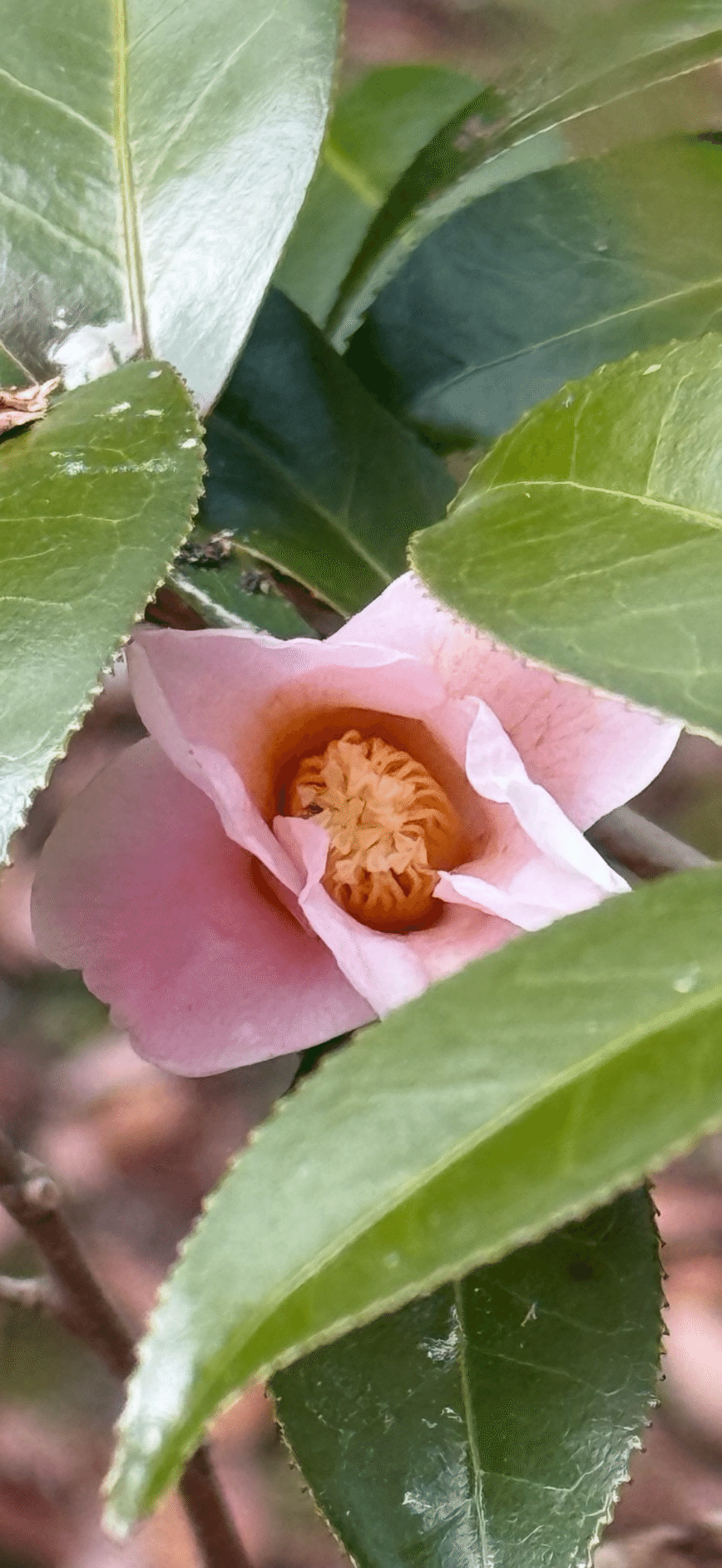 スキヤワビスケ 茶人がその花色と佇まいを愛した侘助系椿｜EGGSEED