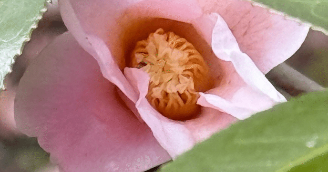 スキヤワビスケ 茶人がその花色と佇まいを愛した侘助系椿｜EGGSEED